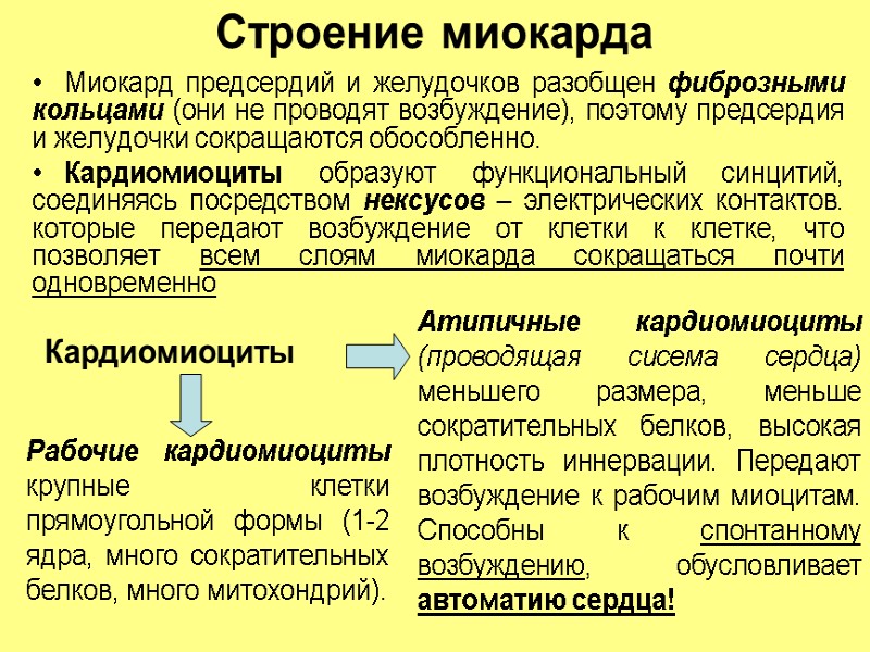 Строение миокарда Миокард предсердий и желудочков разобщен фиброзными кольцами (они не проводят возбуждение), поэтому